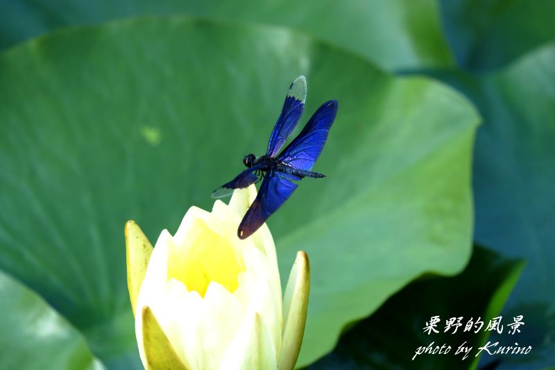 スイレンに止まるチョウトンボ : 栗野的風景