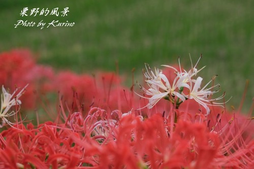 窪野の彼岸花01