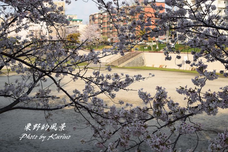 野間大池公園の桜でエアー花見を １ 栗野的風景