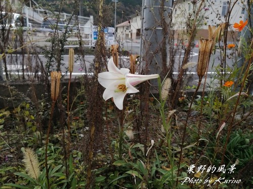 11月のユリ