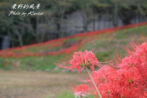窪野の彼岸花05