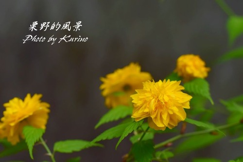 七重八重花は咲けども山吹の 栗野的風景 七重八重花は咲けども山吹の 栗野的風景