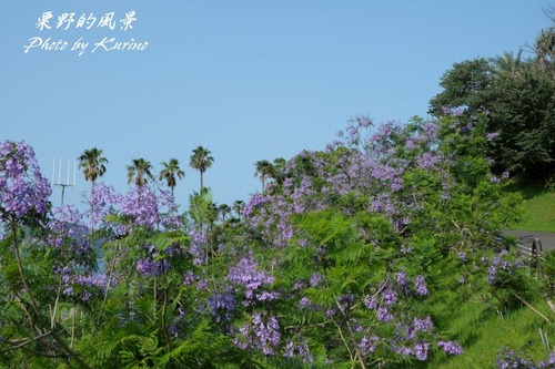 Jacaranda07