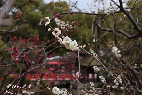 太宰府梅園11