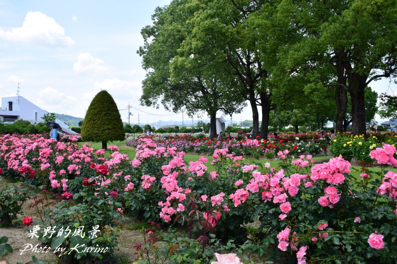 バラづくし 岡山市 Rskバラ園 栗野的風景