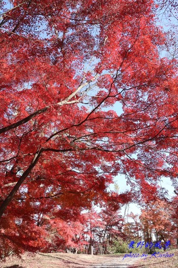 半田山の紅葉06