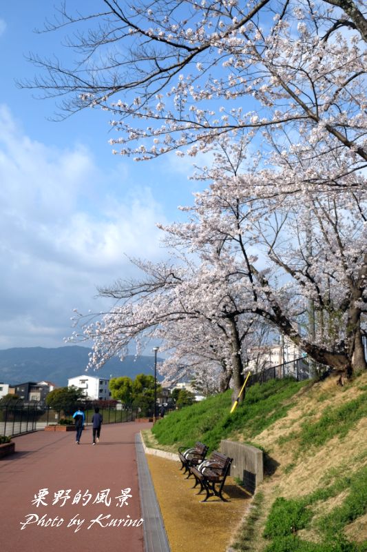 野間大池公園の桜でエアー花見を ２ 栗野的風景