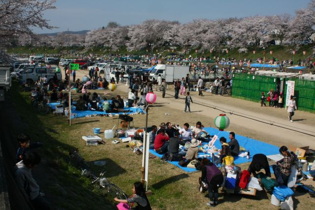 岡山市 旭川河川敷の桜が満開 栗野的風景