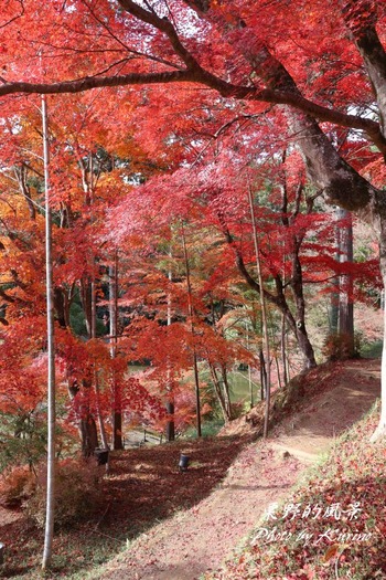 もみじ山02