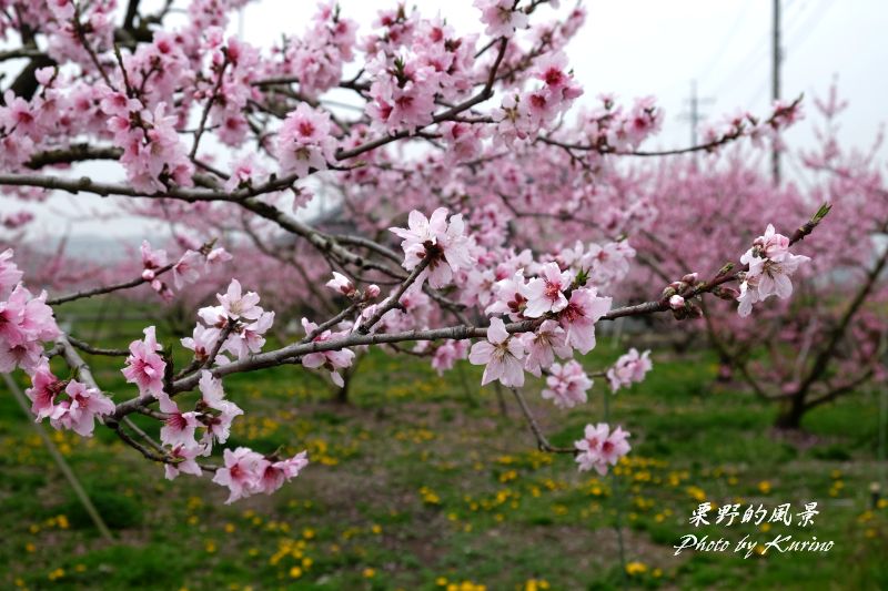 桃の花も満開 栗野的風景