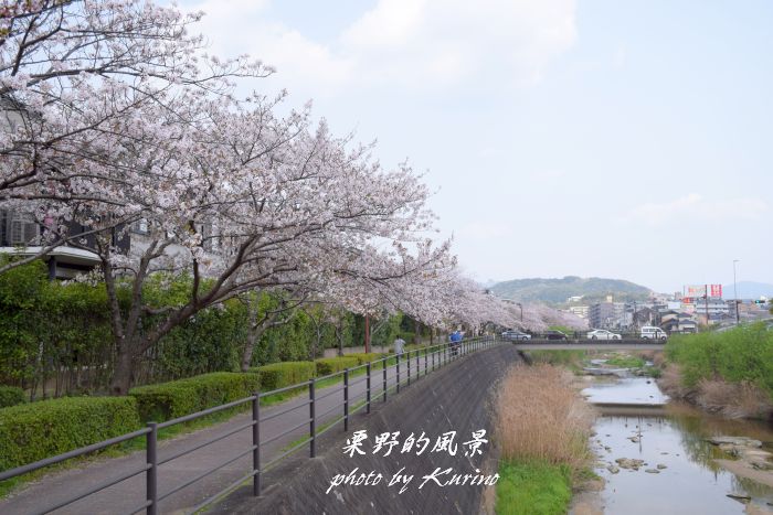 太宰府 御笠川の桜並木 栗野的風景 太宰府 御笠川の桜並木 栗野的風景