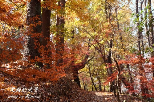 半田山の紅葉02