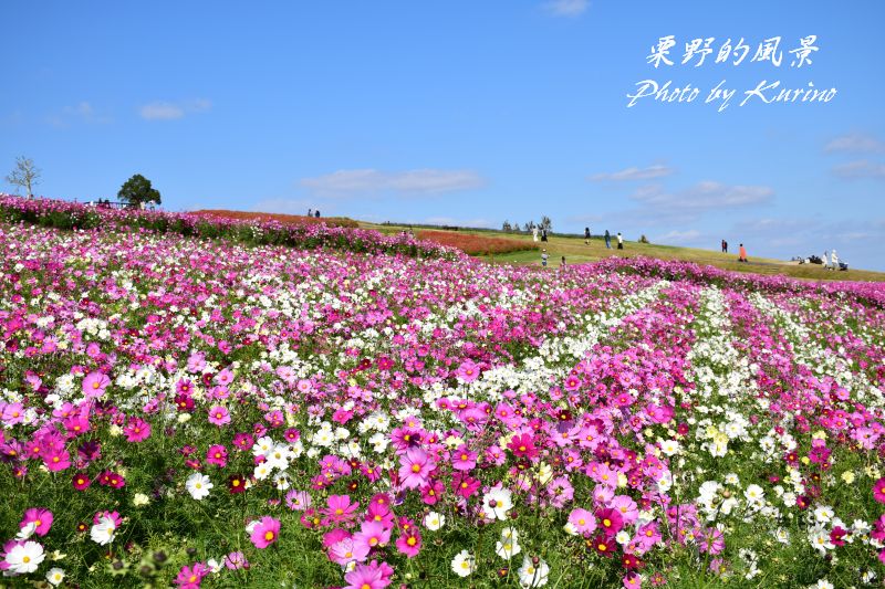 あわじ花さじきのコスモスが満開 １ 栗野的風景