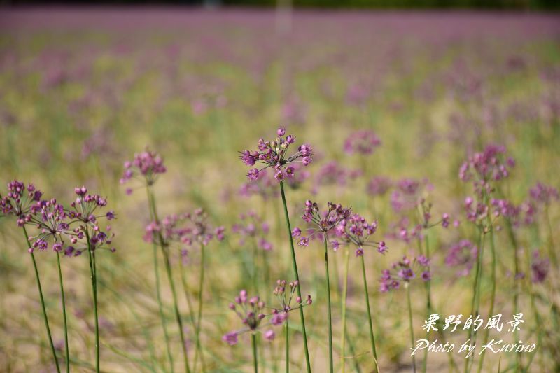 鳥取砂丘に咲くらっきょうの花 栗野的風景