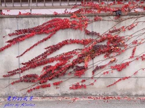 蔦は画家01