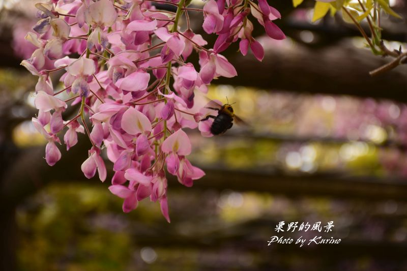 藤の花とクマバチ 栗野的風景 藤の花とクマバチ 栗野的風景