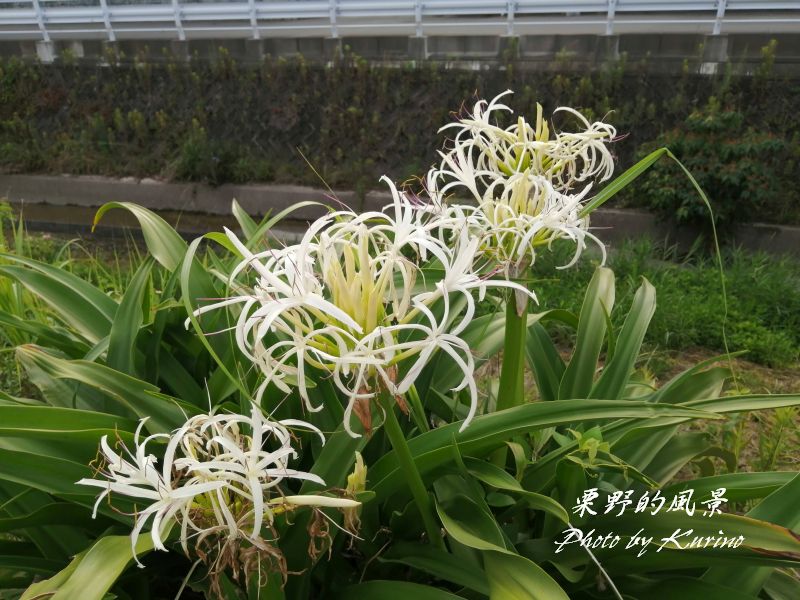 ハマユウの花で思い出すのは 栗野的風景
