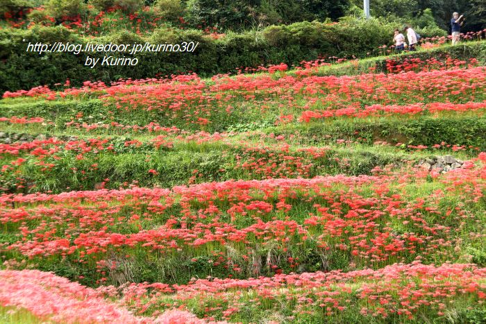 棚田に咲く彼岸花 福岡県田川郡川崎町 栗野的風景 棚田に咲く彼岸花 福岡県田川郡川崎町 栗野的風景