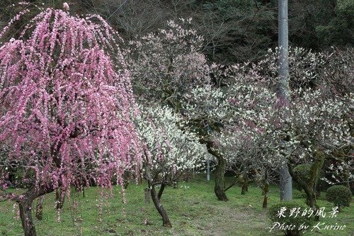 太宰府梅園05
