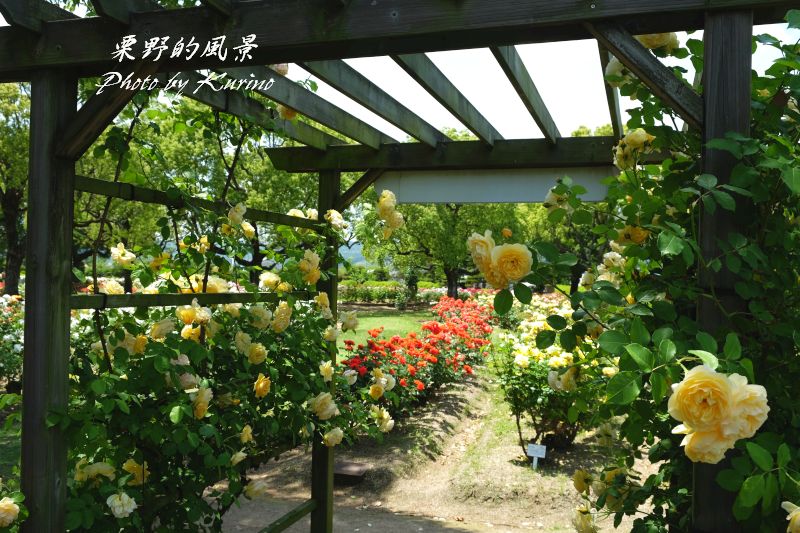 バラづくし 岡山市 Rskバラ園 栗野的風景 バラづくし 岡山市 Rskバラ園 栗野的風景