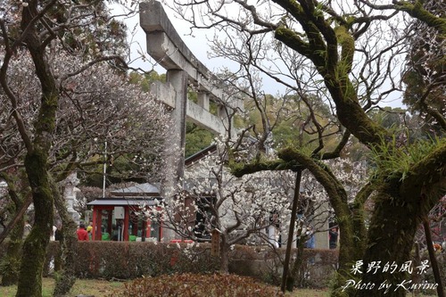 太宰府梅園12