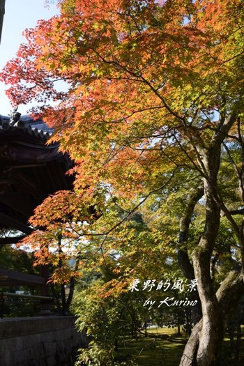 金閣寺03