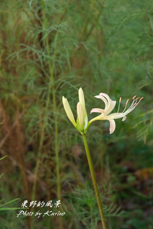 やっと咲き出した我が家の白い彼岸花 栗野的風景 やっと咲き出した我が家の白い彼岸花 栗野的風景
