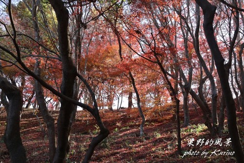 半田山の紅葉04