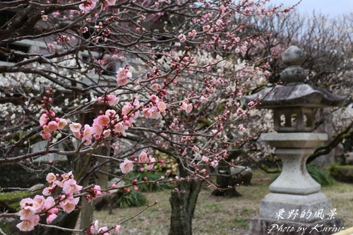 太宰府梅園08