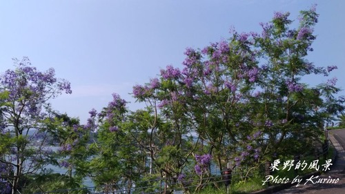 Jacaranda08