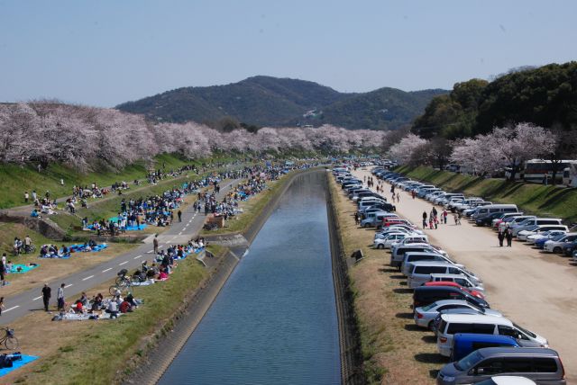岡山市 旭川河川敷の桜が満開 栗野的風景