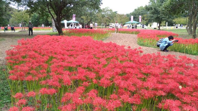 岡山 児島湖花回廊の彼岸花 栗野的風景