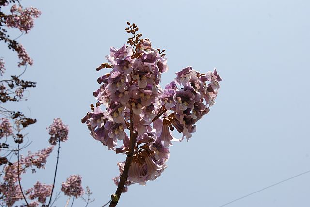 えっ、藤ではなく桐の花？ : 栗野的風景