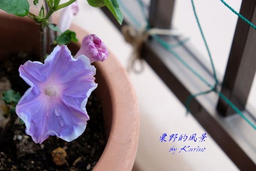 朝顔02