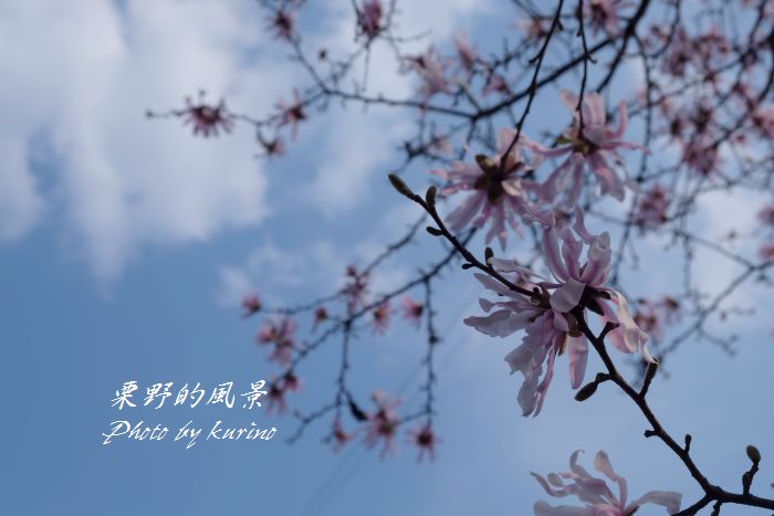 白色だけではなかったコブシの花 栗野的風景