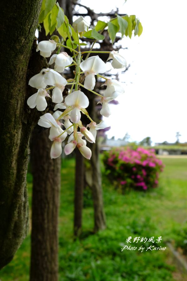 渋川公園の藤も見頃 栗野的風景 渋川公園の藤も見頃 栗野的風景
