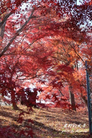 半田山の紅葉03