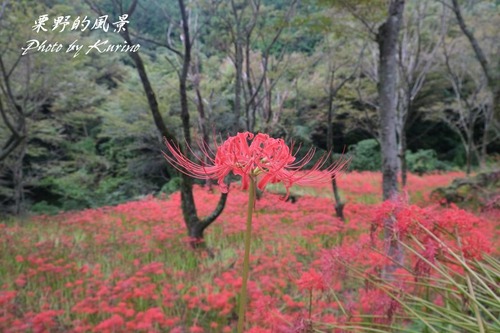 窪野の彼岸花04