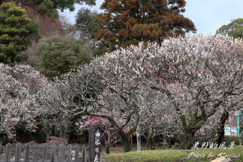 太宰府梅園03