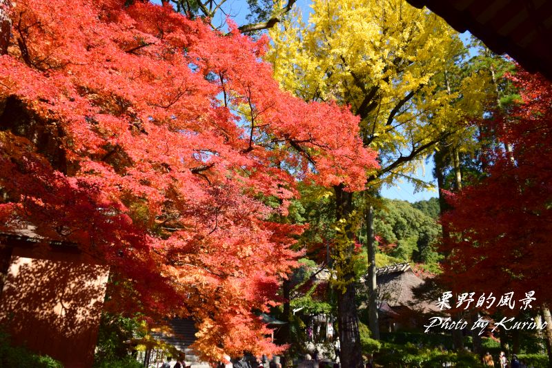 真っ赤に染まった大興善寺 基山町 の紅葉 栗野的風景 真っ赤に染まった大興善寺 基山町 の紅葉 栗野的風景