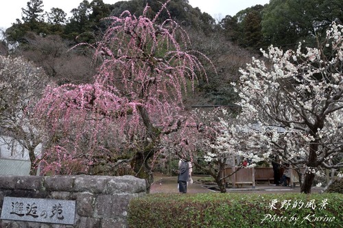 太宰府梅園06