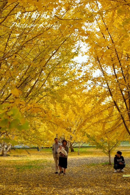 太原 たいばる のイチョウ 1 栗野的風景 太原 たいばる のイチョウ 1 栗野的風景