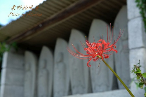 彼岸花09