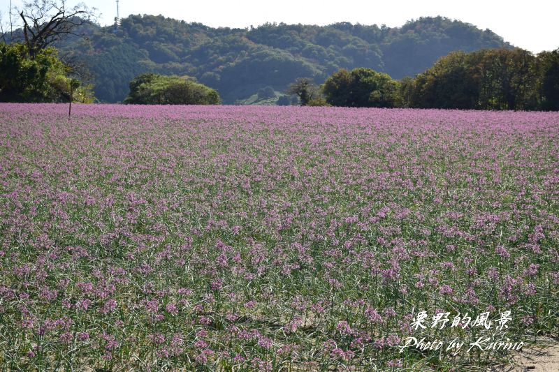鳥取砂丘に咲くらっきょうの花 栗野的風景