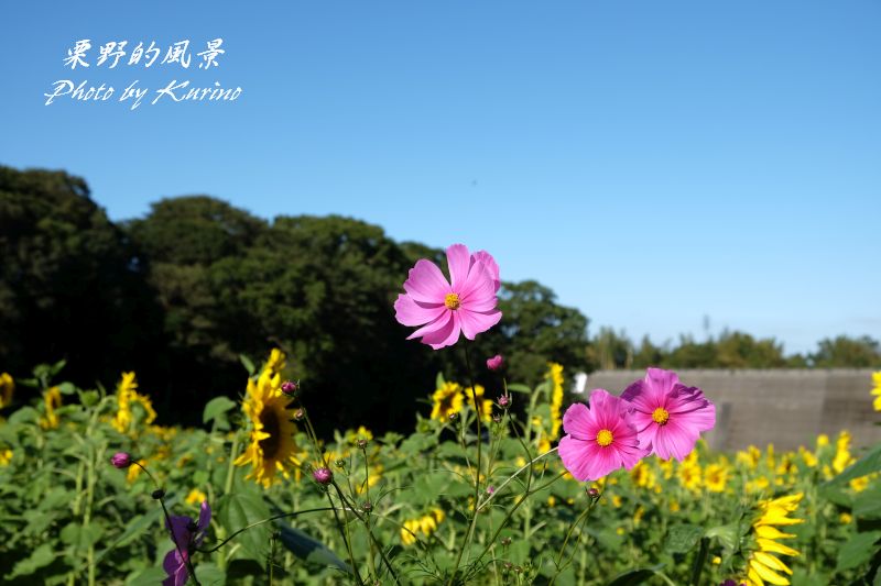ひまわり畑にポツンと咲いたコスモス 栗野的風景 ひまわり畑にポツンと咲いたコスモス 栗野的風景