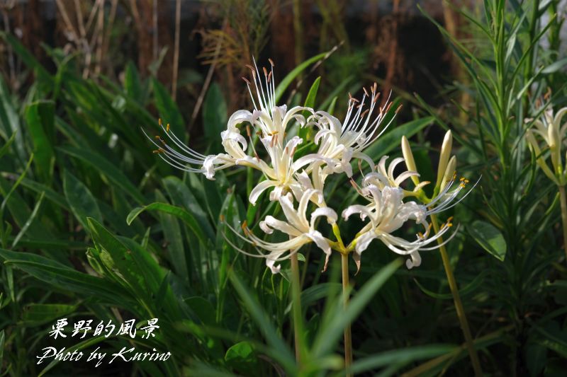 やっと咲き出した我が家の白い彼岸花 栗野的風景 やっと咲き出した我が家の白い彼岸花 栗野的風景