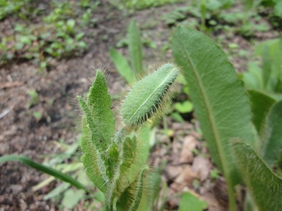 cDSC01350