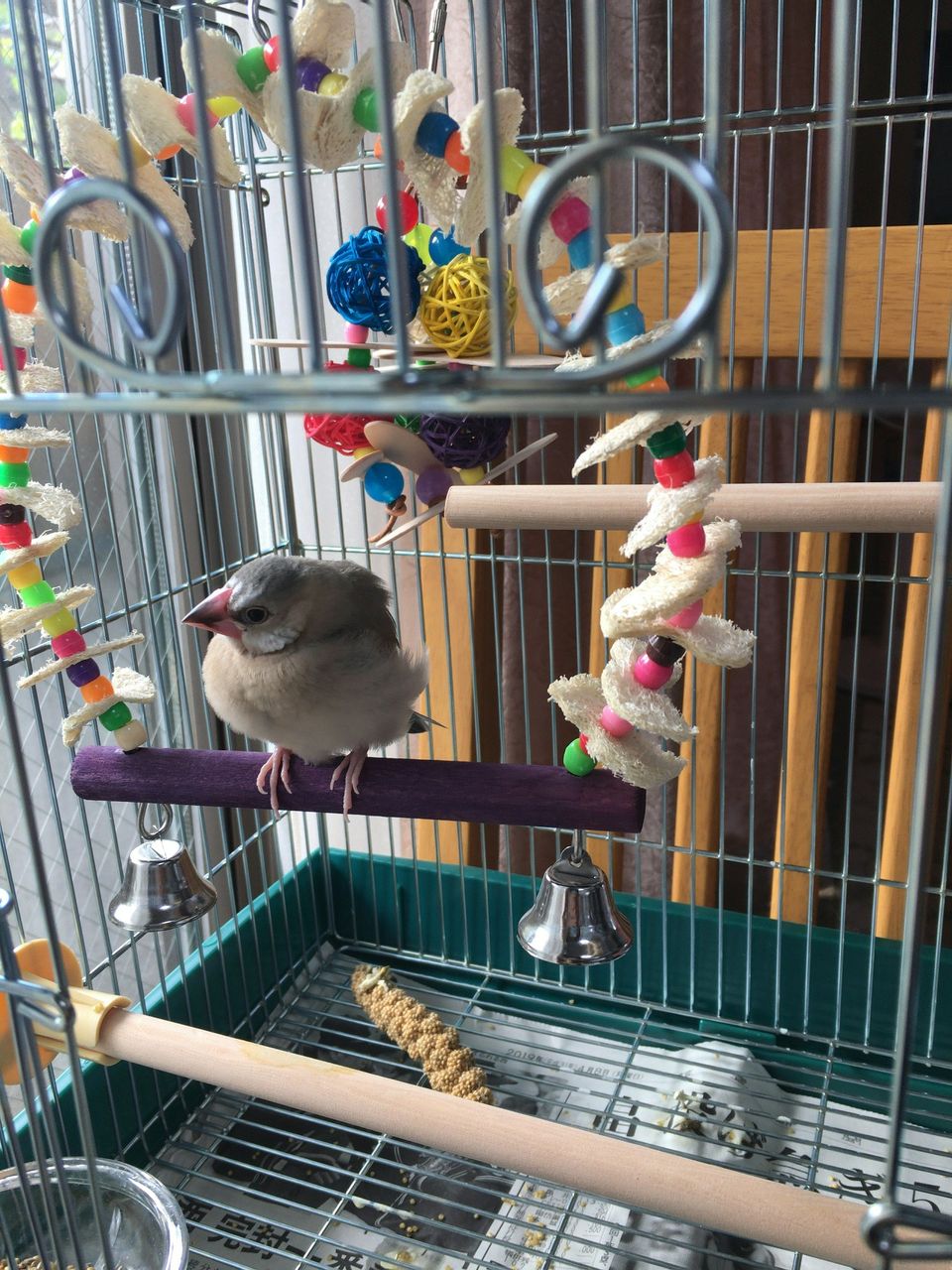 桜文鳥の赤ちゃんを育て始めました くりりんブログ 桜文鳥の赤ちゃんを育て始めました くりりんブログ