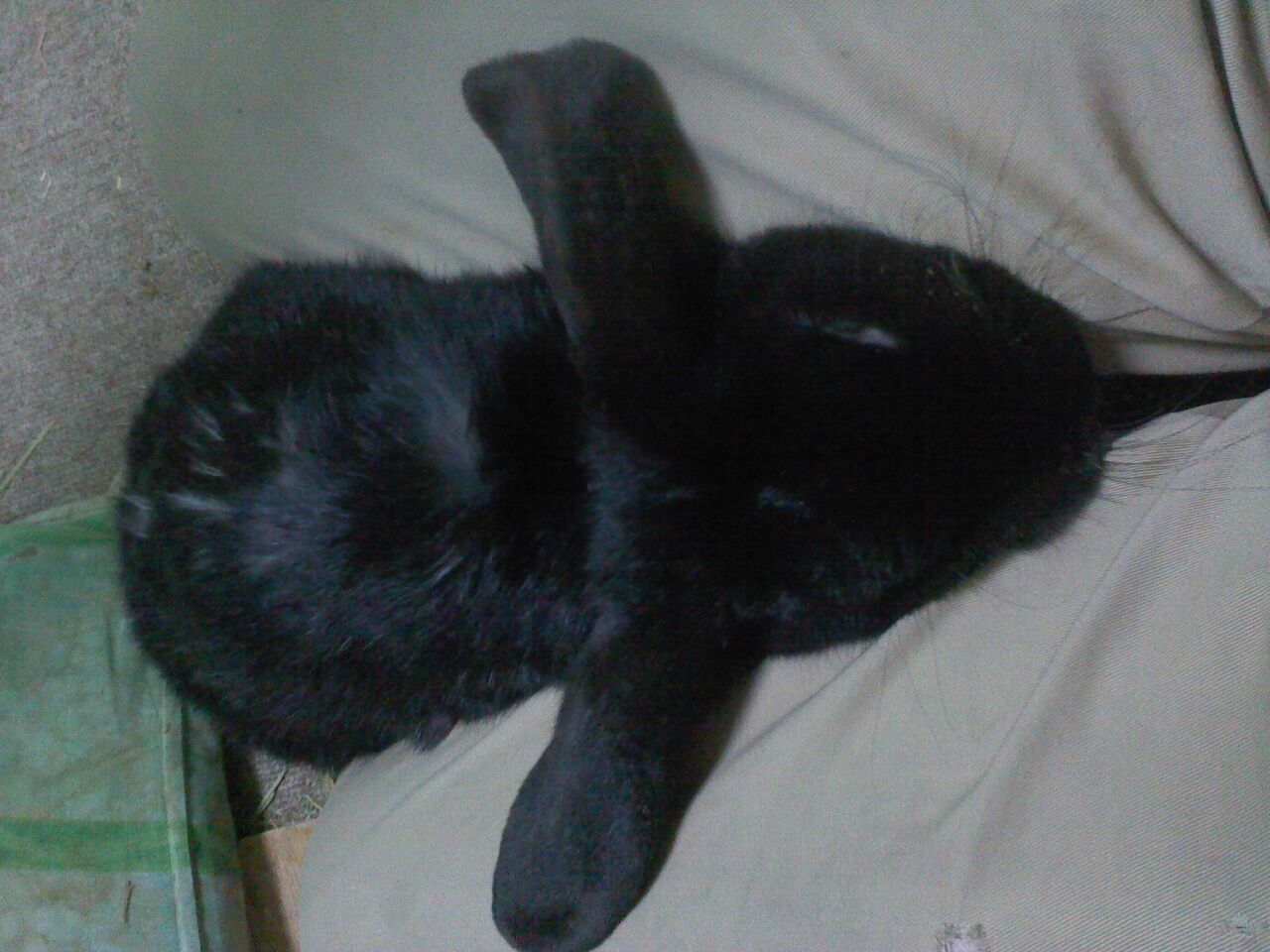 はんぞうさん ５歳４ヶ月 Abyss