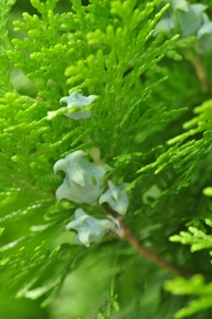 角状に尖ってそり返った果実 コノテガシワ 花いろいろ 角状に尖ってそり返った果実 コノテガシワ 花いろいろ